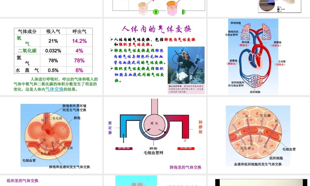 2014七年级生物下册 4.10.4 人体内的气体交换课件一 （新版）苏教版