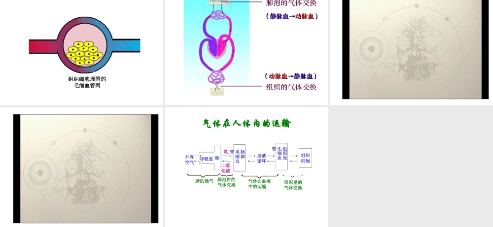 2014七年级生物下册 4.10.4 人体内的气体交换课件一 （新版）苏教版