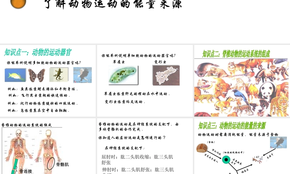 2014七年级生物下册 4.10.5 人体能量的供给——动物运动能量的来源课件三 （新版）苏教版