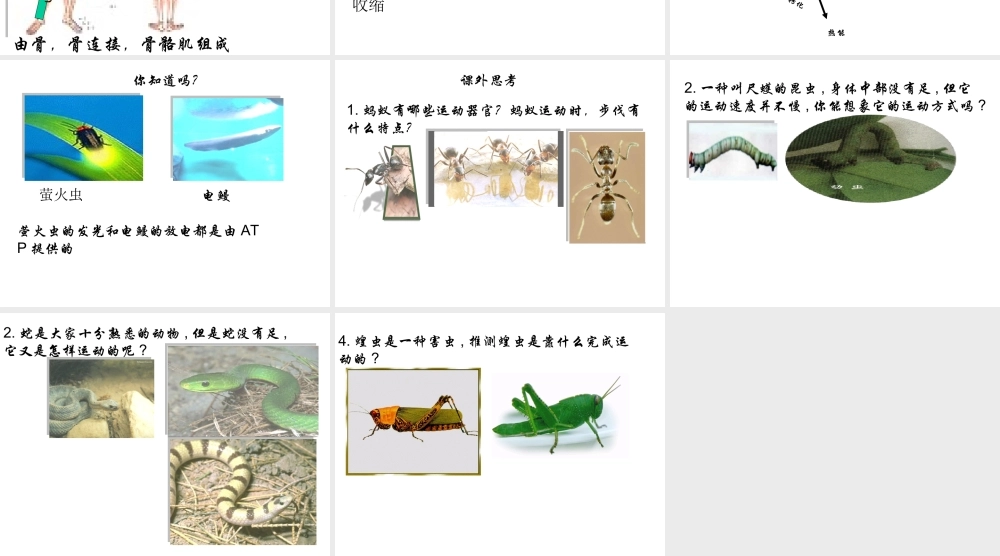 2014七年级生物下册 4.10.5 人体能量的供给——动物运动能量的来源课件三 （新版）苏教版