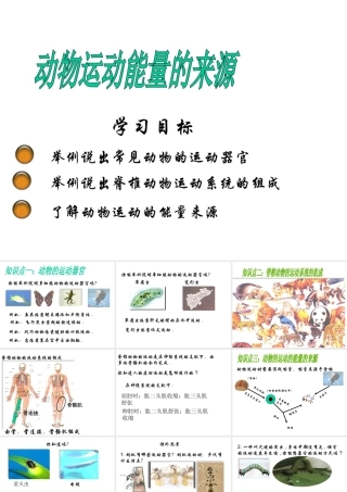 2014七年级生物下册 4.10.5 人体能量的供给——动物运动能量的来源课件三 （新版）苏教版