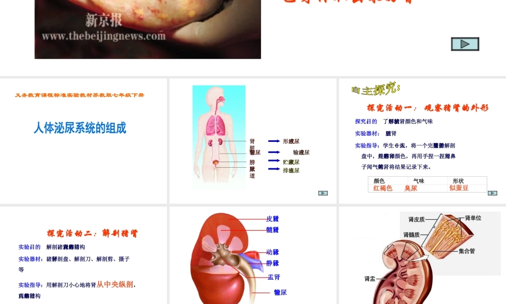 2014七年级生物下册 4.11.1 人体泌尿系统的组成课件二 （新版）苏教版