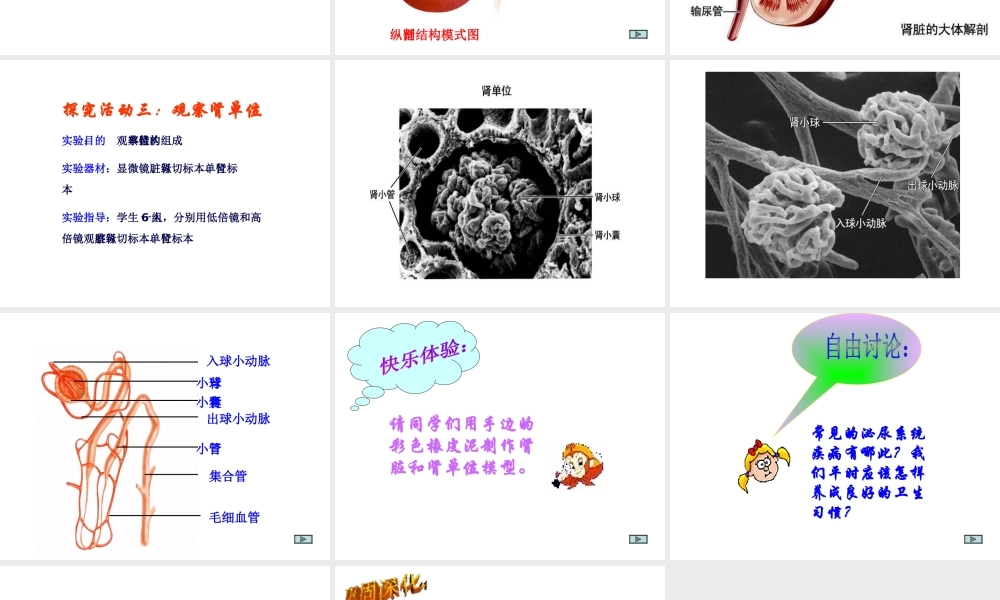2014七年级生物下册 4.11.1 人体泌尿系统的组成课件二 （新版）苏教版