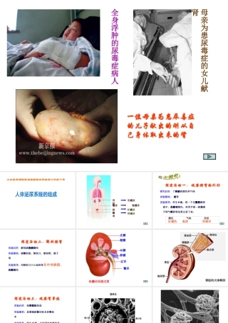 2014七年级生物下册 4.11.1 人体泌尿系统的组成课件二 （新版）苏教版