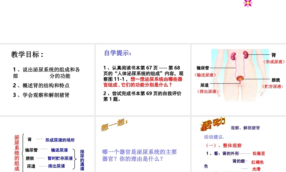 2014七年级生物下册 4.11.1 人体泌尿系统的组成课件三 （新版）苏教版