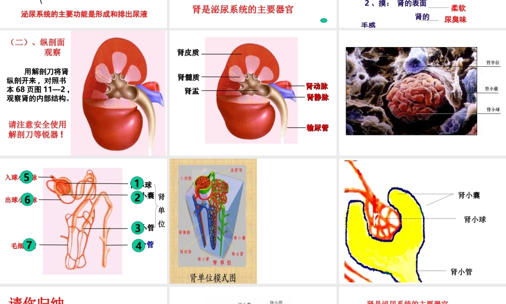2014七年级生物下册 4.11.1 人体泌尿系统的组成课件三 （新版）苏教版