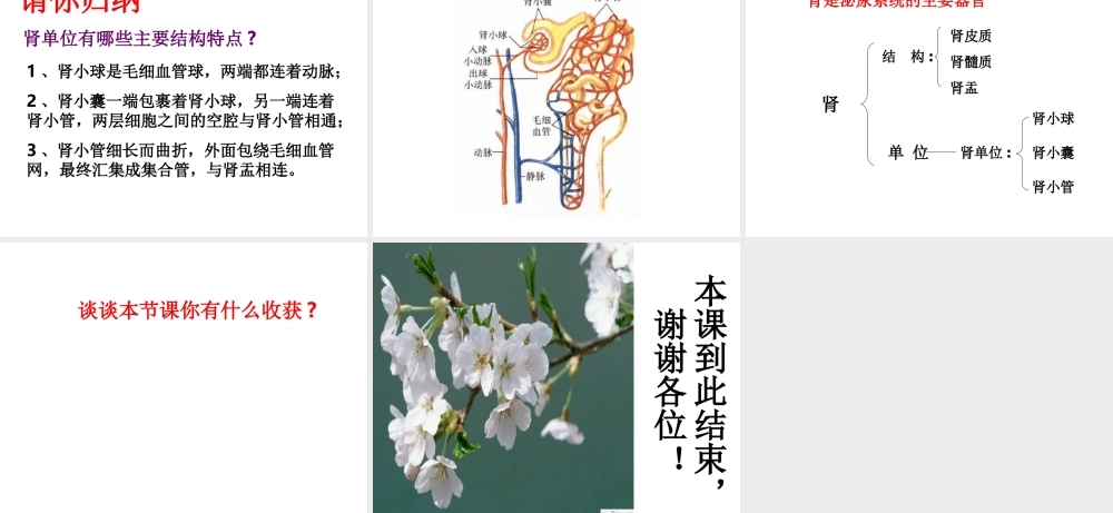 2014七年级生物下册 4.11.1 人体泌尿系统的组成课件三 （新版）苏教版