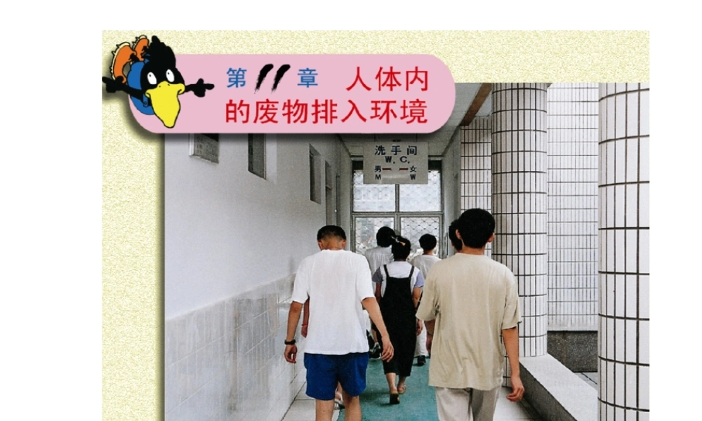 2014七年级生物下册 4.11.1 人体泌尿系统的组成课件一 （新版）苏教版