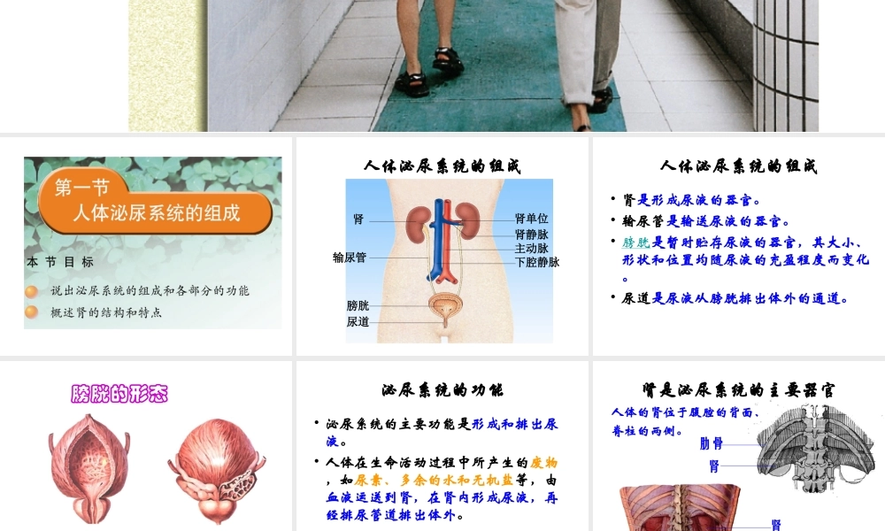 2014七年级生物下册 4.11.1 人体泌尿系统的组成课件一 （新版）苏教版
