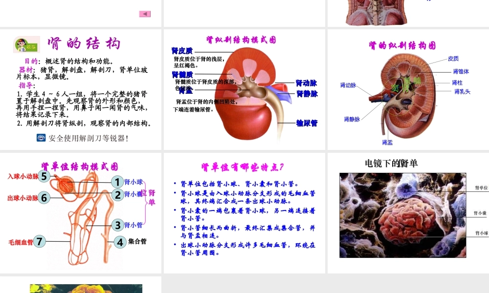 2014七年级生物下册 4.11.1 人体泌尿系统的组成课件一 （新版）苏教版
