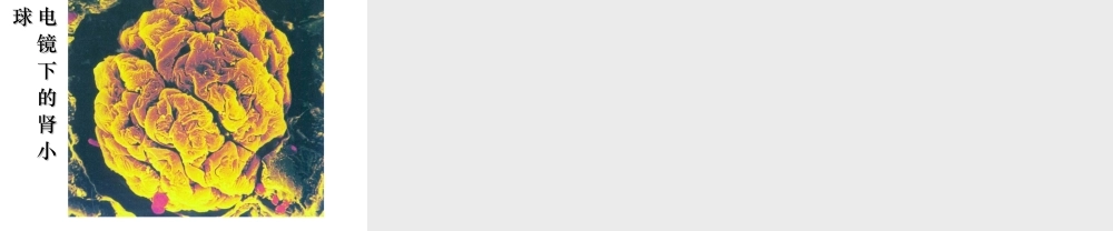 2014七年级生物下册 4.11.1 人体泌尿系统的组成课件一 （新版）苏教版