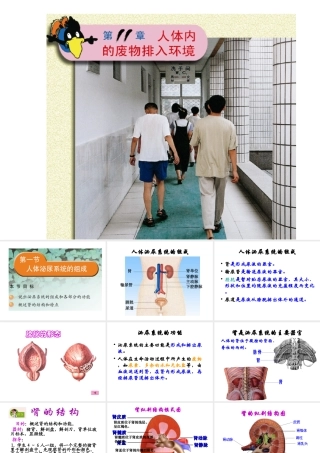 2014七年级生物下册 4.11.1 人体泌尿系统的组成课件一 （新版）苏教版