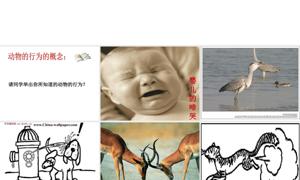 2014年秋八年级生物上册 第16章 第1节 先天性行为和后天学习行为课件 北师大版