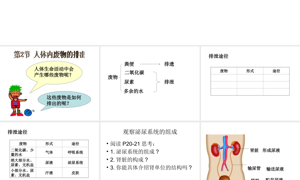 2014七年级生物下册 4.11.2 人体废物的排出课件二 （新版）苏教版