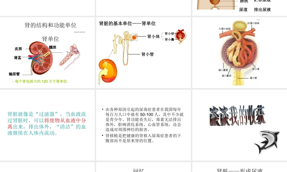 2014七年级生物下册 4.11.2 人体废物的排出课件二 （新版）苏教版