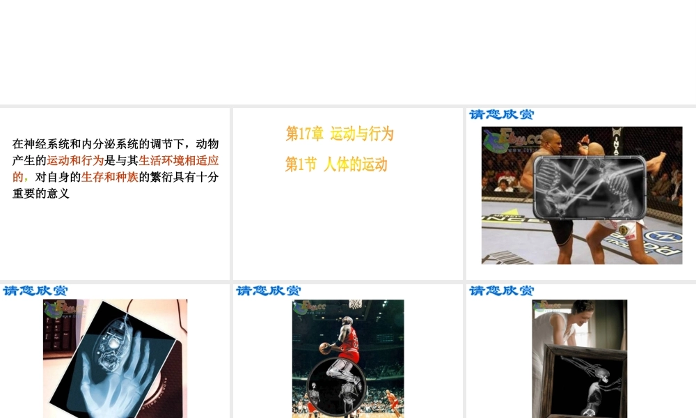 2014年秋八年级生物上册 第17章 第1节 人体的支持与运动课件 （新版）苏科版