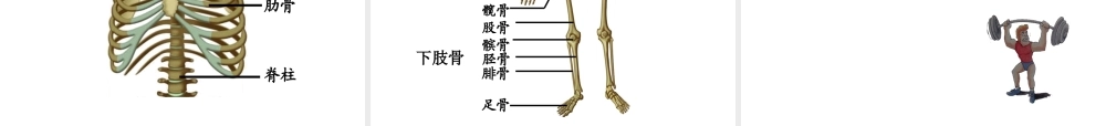 2014年秋八年级生物上册 第17章 第1节 人体的支持与运动课件 （新版）苏科版