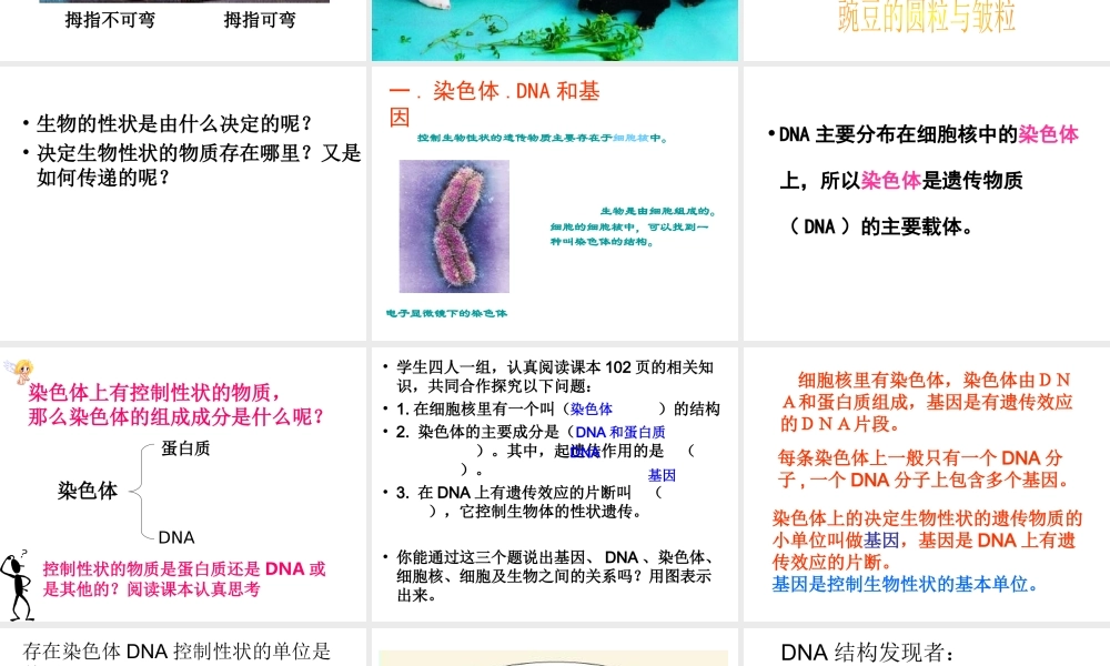 2014年秋八年级生物上册 第20章 第2节 性状遗传的物质基础课件 北师大版