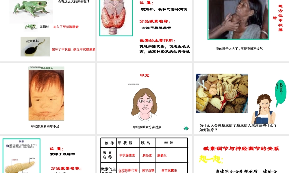 2014七年级生物下册 4.12.1 人体的激素调节课件三 （新版）苏教版