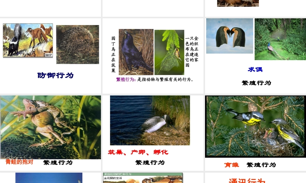 2014年秋八年级生物上册 第二章 第二节 先天性行为和学习行为课件 新人教版