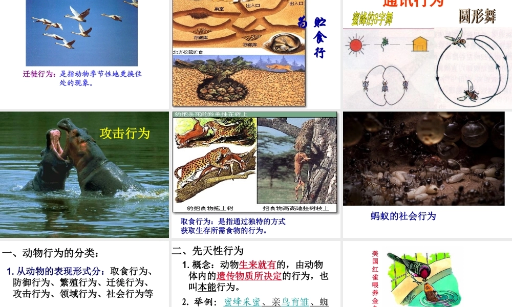 2014年秋八年级生物上册 第二章 第二节 先天性行为和学习行为课件 新人教版