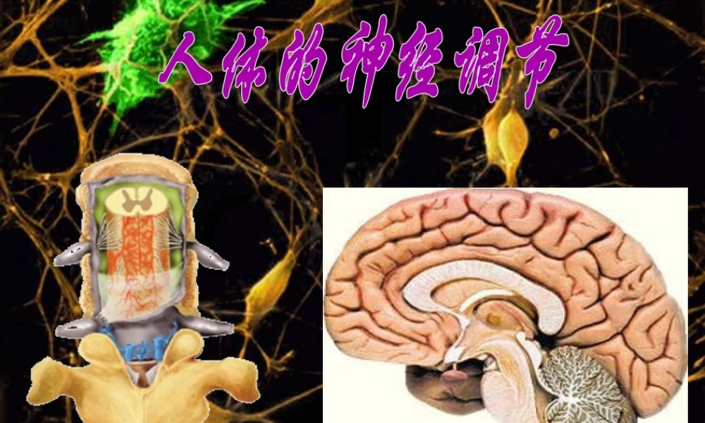 2014七年级生物下册 4.12.2 人体的神经调节课件二 （新版）苏教版