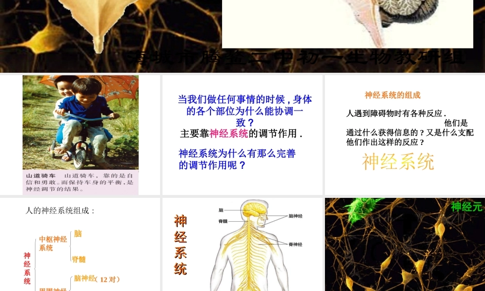 2014七年级生物下册 4.12.2 人体的神经调节课件二 （新版）苏教版