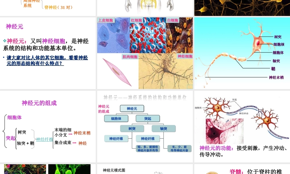 2014七年级生物下册 4.12.2 人体的神经调节课件二 （新版）苏教版
