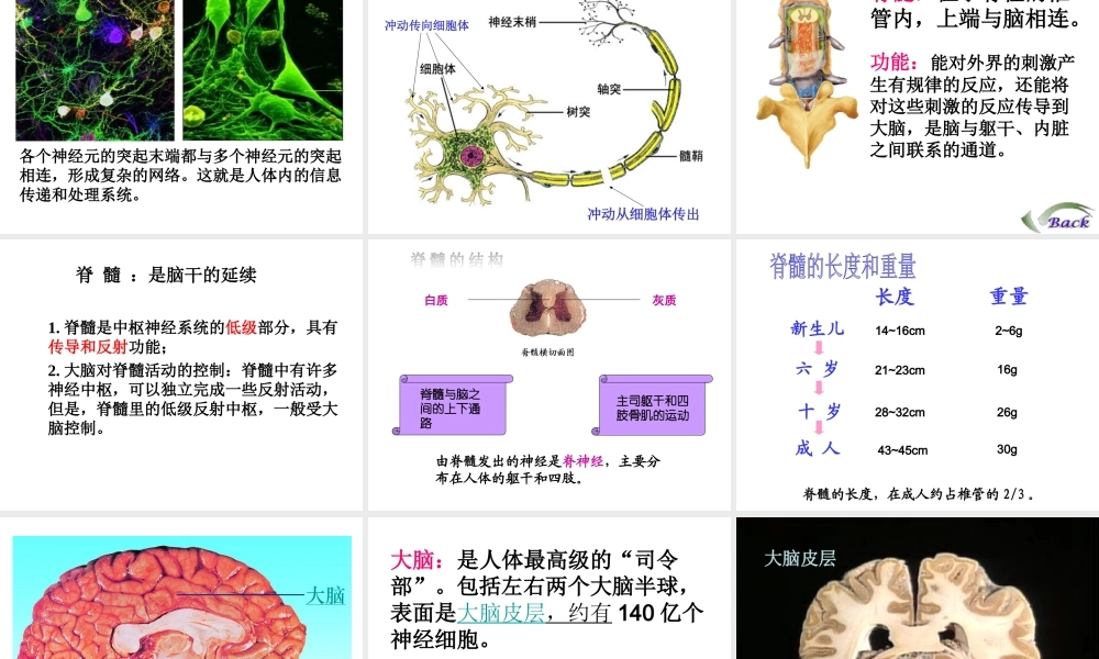 2014七年级生物下册 4.12.2 人体的神经调节课件二 （新版）苏教版