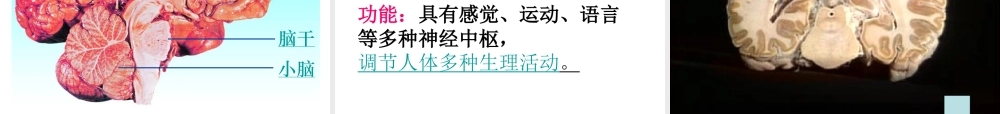 2014七年级生物下册 4.12.2 人体的神经调节课件二 （新版）苏教版