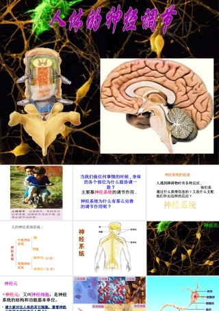 2014七年级生物下册 4.12.2 人体的神经调节课件二 （新版）苏教版