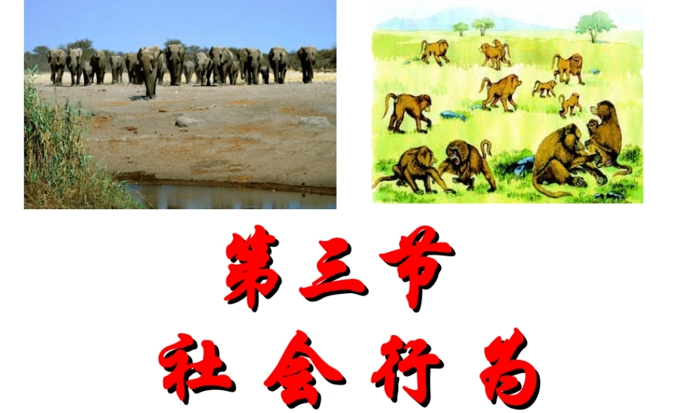 2014年秋八年级生物上册 第二章 第三节 社会行为课件 新人教版