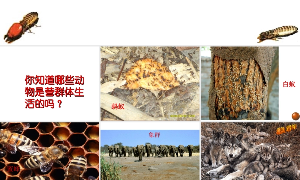 2014年秋八年级生物上册 第二章 第三节 社会行为课件 新人教版