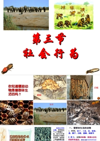 2014年秋八年级生物上册 第二章 第三节 社会行为课件 新人教版