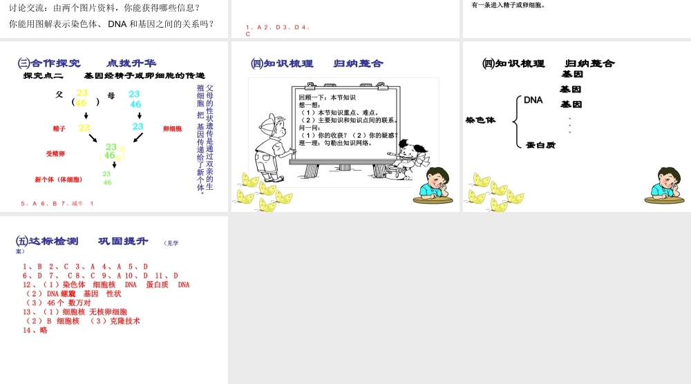 2015春八年级生物下册 第七单元 第二章 第二节 基因在亲子间的传递课件 新人教版