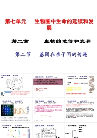 2015春八年级生物下册 第七单元 第二章 第二节 基因在亲子间的传递课件 新人教版