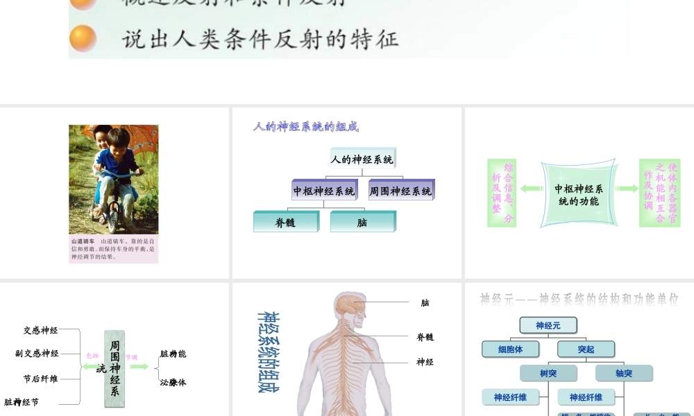 2014七年级生物下册 4.12.2 人体的神经调节课件一 （新版）苏教版