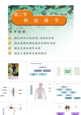 2014七年级生物下册 4.12.2 人体的神经调节课件一 （新版）苏教版