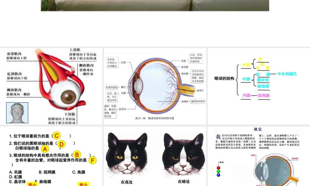 2014七年级生物下册 4.12.3 人体感知信息课件二 （新版）苏教版