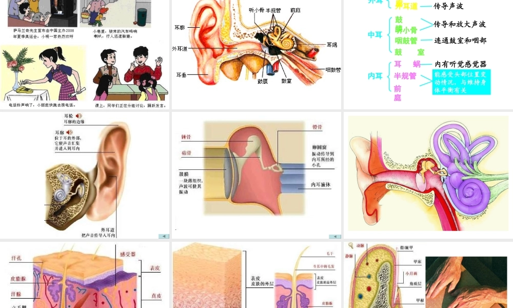 2014七年级生物下册 4.12.3 人体感知信息课件二 （新版）苏教版
