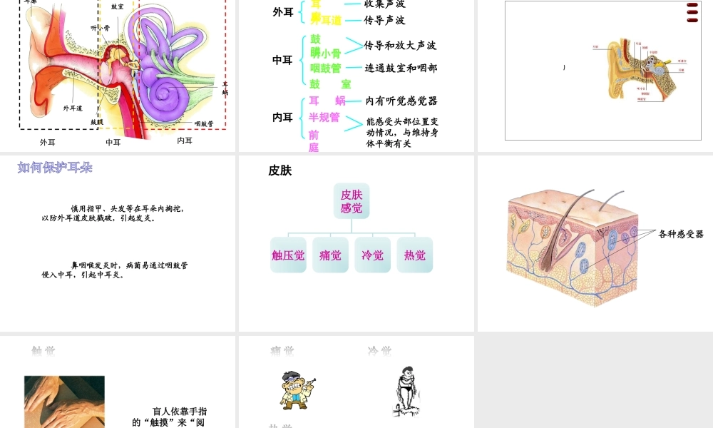 2014七年级生物下册 4.12.3 人体感知信息课件一 （新版）苏教版