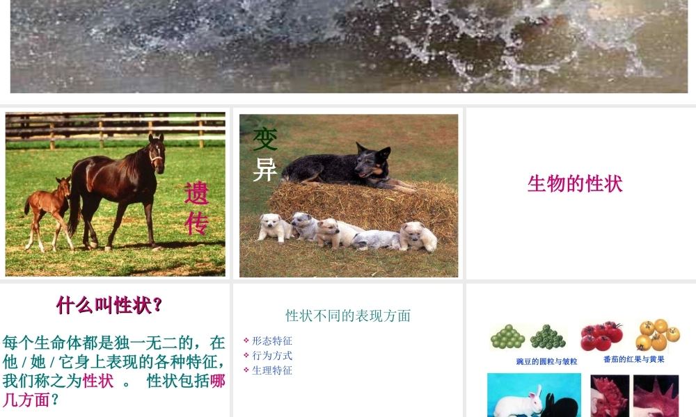 2015春八年级生物下册 第七单元 第二章 第一节 基因控制生物的性状课件 新人教版