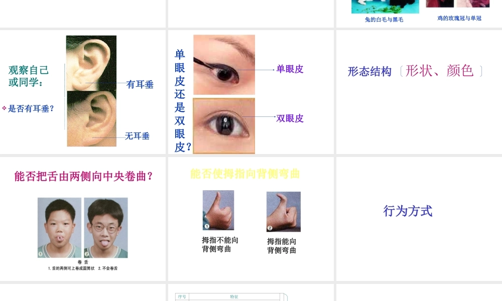 2015春八年级生物下册 第七单元 第二章 第一节 基因控制生物的性状课件 新人教版