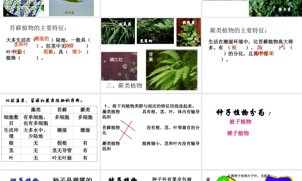 2014年秋八年级生物上册 第六单元 第一章 第一节 尝试对生物进行分类课件 新人教版