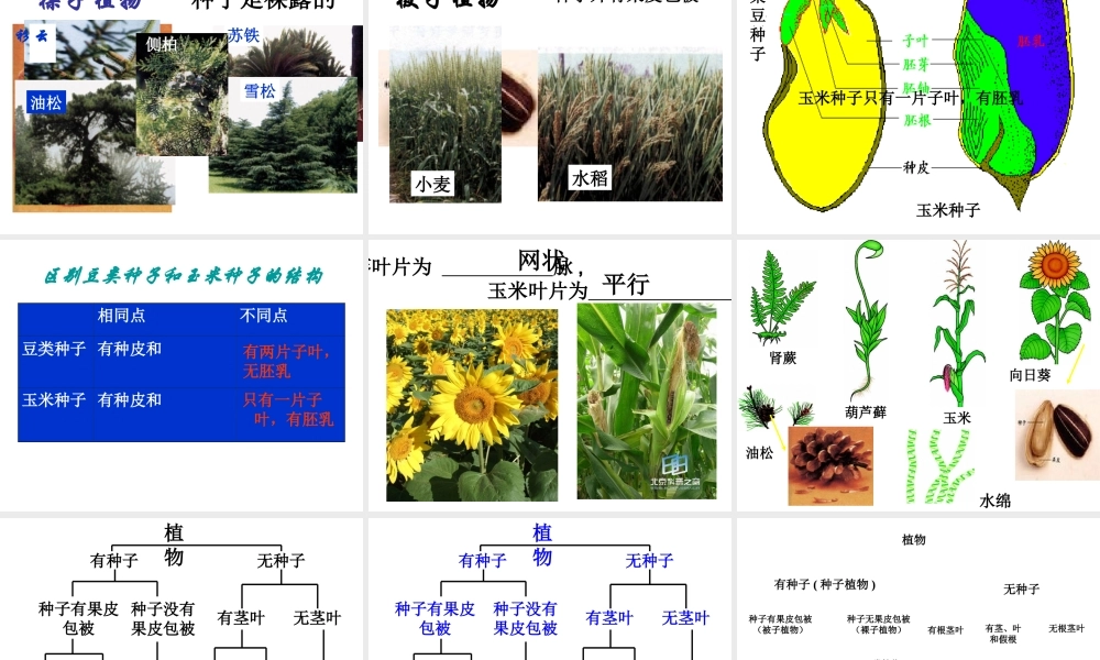 2014年秋八年级生物上册 第六单元 第一章 第一节 尝试对生物进行分类课件 新人教版