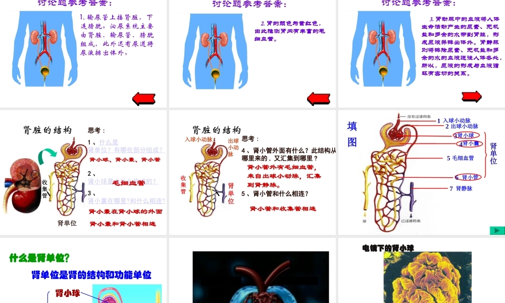 2014七年级生物下册 5 人体内废物的排出课件1 新人教版