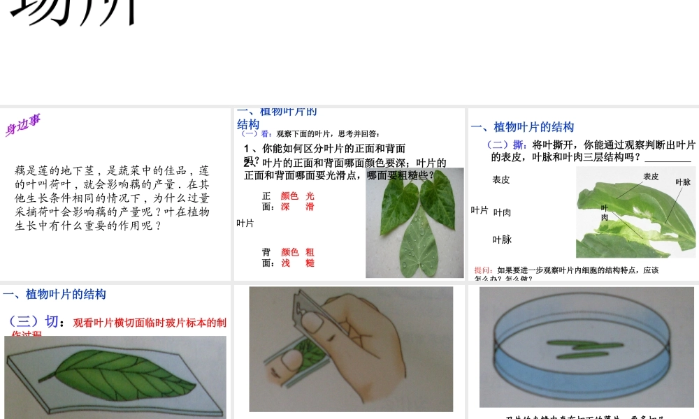 2014年秋八年级生物上册 第三章 第三节 光合作用的场所课件