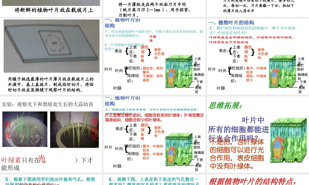 2014年秋八年级生物上册 第三章 第三节 光合作用的场所课件