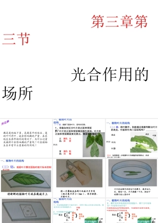 2014年秋八年级生物上册 第三章 第三节 光合作用的场所课件