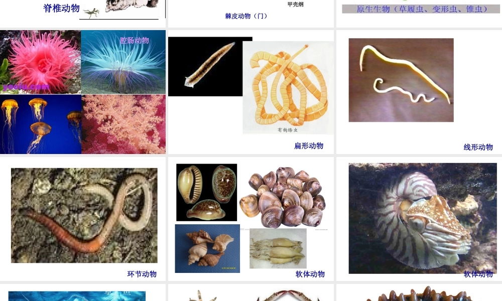 2014秋八年级生物上册 第五单元 第一章 第一节 腔肠动物和扁形动物课件 （新版）新人教版